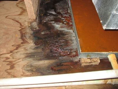 About Dearborn Heights Black Mold Removal - black mold removal experts in Dearborn Heights