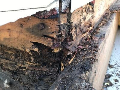 Professional black mold removal services in Dearborn Heights - Dearborn Heights Black Mold Removal